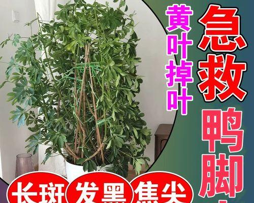 鸭脚木中间发黄变干的原因及预防措施（探寻鸭脚木中间变干的原因，分享有效的预防方法）
