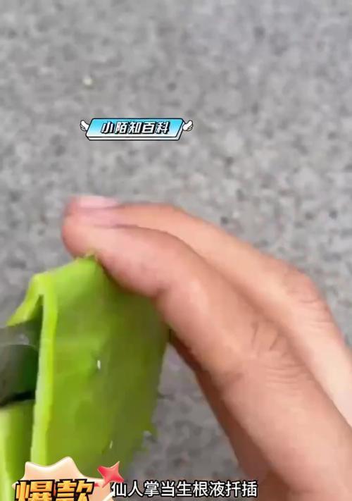 仙人掌插枝的技巧与方法（学习如何正确插枝仙人掌，让它长得更好）