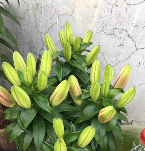 百合花的冬季保养指南（百合花的冬季养护，让它在寒冷的季节依然绽放绚烂）