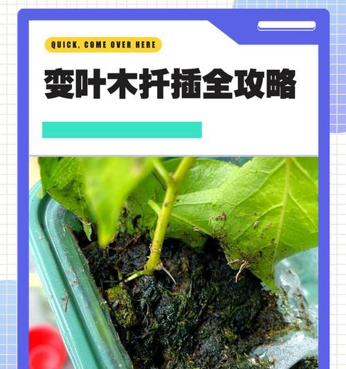 变色木叶子掉光了，如何拯救？（保护受损的植物群落，重建生态平衡）