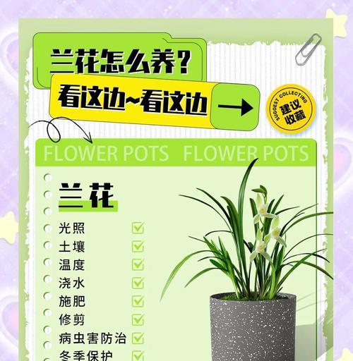 秋季白兰花养护全攻略（打造美丽秋季花坛，）