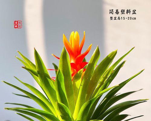 以鸿运当头的施肥之道（科学施肥实现丰收，）
