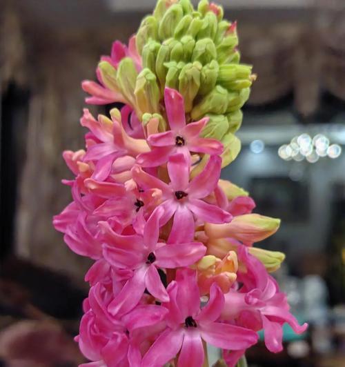 水培风信子的开花处理方法（解决水培风信子开完花后的问题与技巧）