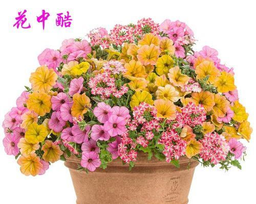 打造美丽喇叭花盆栽的种植指南（喇叭花盆栽种植技巧与养护要点）