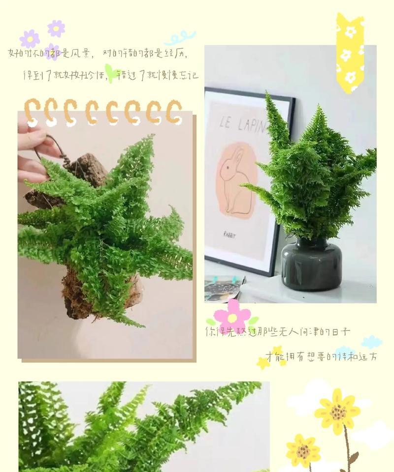家庭盆栽也可以是棉花，做个绿色家居达人吧！（从选种到养护，一步步教你打造属于自己的棉花盆栽）