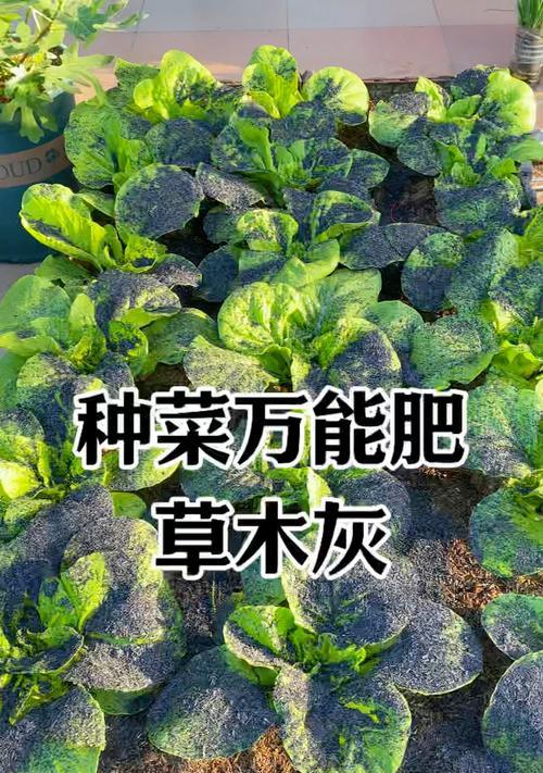 以鸡肥怎么种菜（鸡肥利用，打造绿色菜园）
