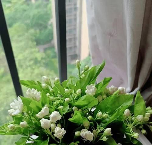 夏季茉莉花养护之道(打造清香盛夏花园的秘诀)