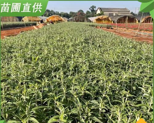 打造梦幻花海，教你如何种植绚丽花卉（以花海怎么种植？详细指南帮你一步步实现花海梦想）