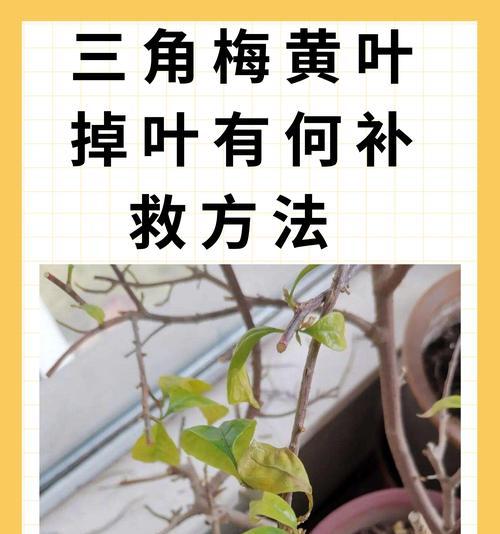 以地茶花叶黄的处理与护理(探究以地茶花叶黄的原因及有效应对措施)
