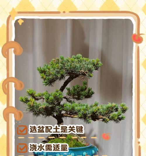 罗汉松的种植与配土方法（了解罗汉松生长环境，合理配土助力健康成长）