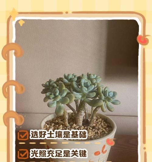 多肉植物月光寿的养护全攻略（打造一个健康可爱的月光寿小家园，从这里开始！）