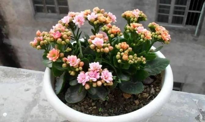长寿花夏季浇水技巧（夏季长寿花的养护水平直接影响生长）