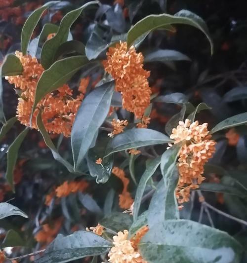 桂花分株移栽指南（学会正确的方法，让你的桂花长势更旺盛）