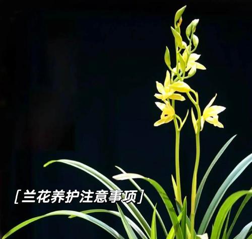 北方冬季兰花养殖技术全解析（室内兰花养殖的秘诀与技巧）