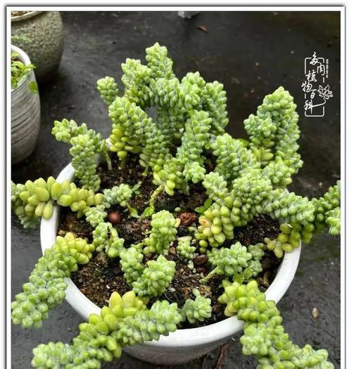 七月多肉植物养护指南（打造繁花似锦的夏日花园）