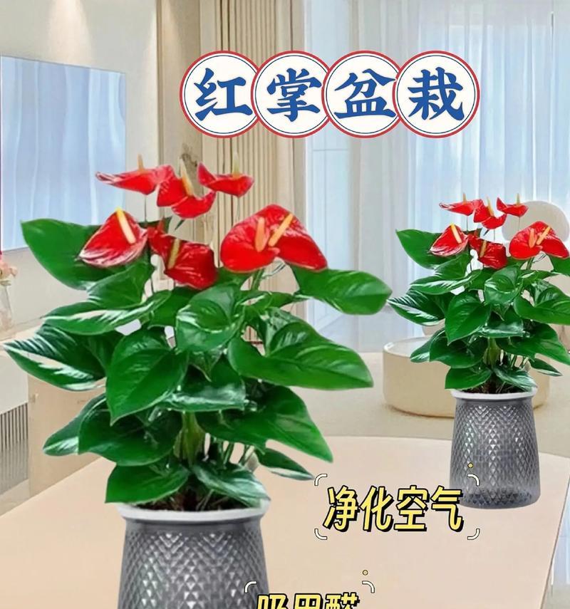 如何养护红掌植物以确保其生长健康(打造繁茂的红掌花园,)