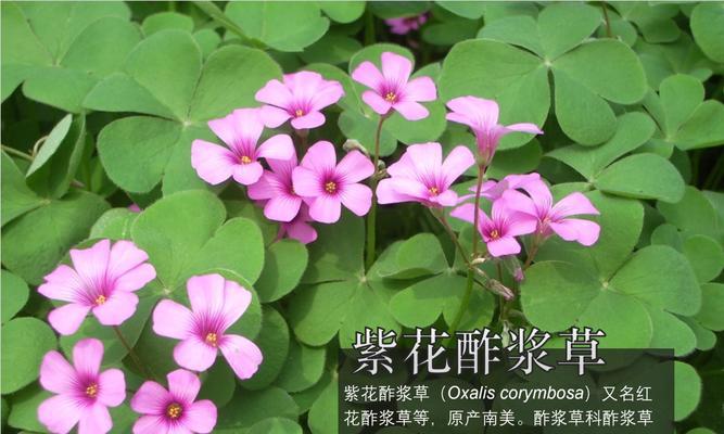 如何让三叶草爆盆?(掌握养殖技巧,让三叶草生机勃勃)