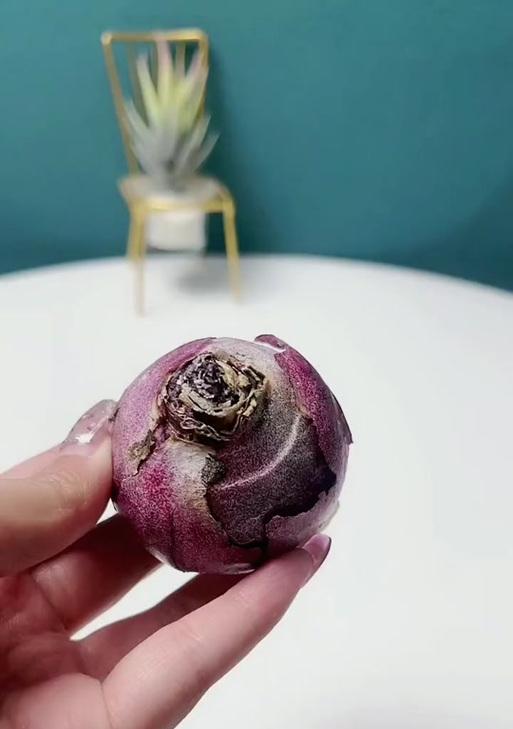 风信子发霉了怎么办？（如何处理和防止风信子发霉）