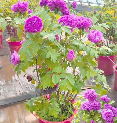 如何养植洛阳牡丹（全面了解洛阳牡丹养植的技巧和注意事项）