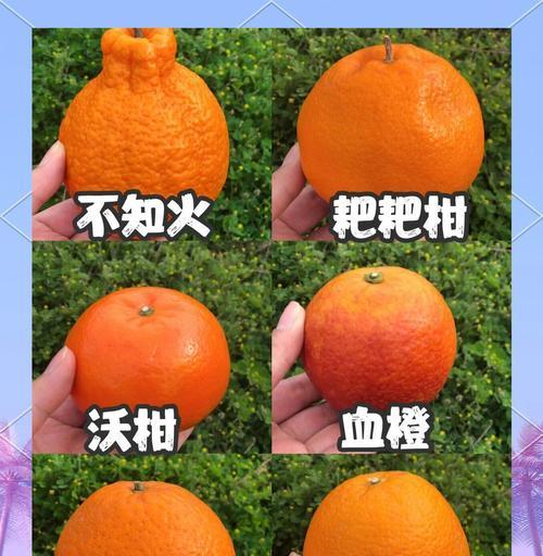 青橘子上市时间及成熟季节揭秘（青橘子产量大增，哪个月份最美味？）
