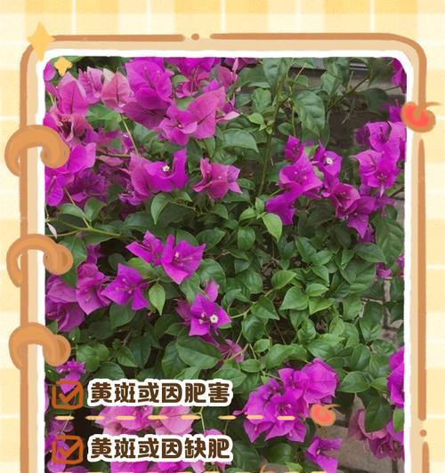 三角梅黄叶现象解析(探究三角梅叶子变黄的原因及应对方法)