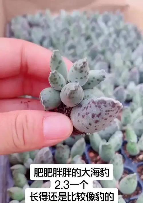 多肉植物海豹的扁形特征(揭秘多肉植物海豹的独特外形与生存之道)