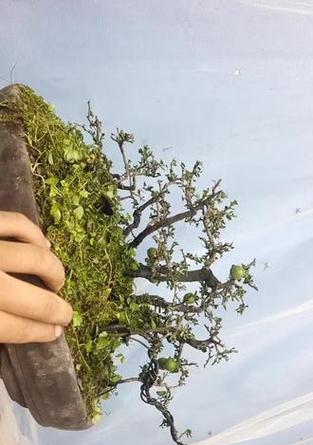 阴芽金弹子种植指南（掌握金弹子种植技巧，享受高产丰收）