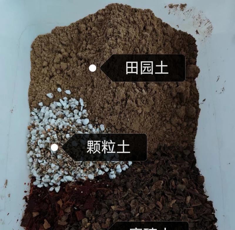 腊梅树繁植指南（从种子到成树，轻松掌握腊梅繁植技巧）