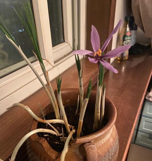 藏红花花叶的泡法与功效(从古到今,探寻藏红花花叶的神秘力量)
