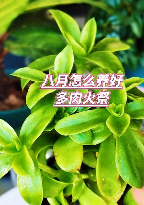 以火祭多肉植物怎么养殖（打造迷人的火焰美景，分享火祭多肉植物养殖心得）