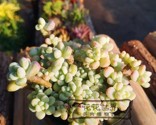 劳尔多肉——一种好养又美丽的多肉植物（劳尔多肉的养殖方法及要点）