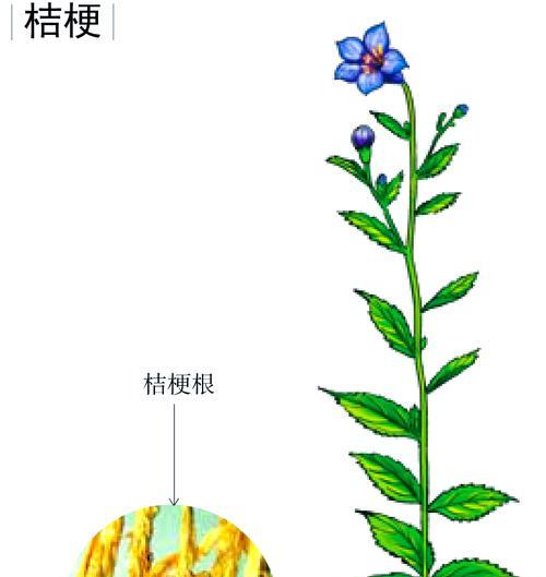 探秘几年生植物——桔梗（生长环境、药用价值及栽培技巧）