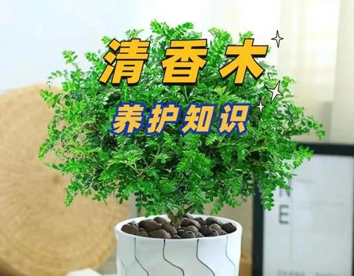 草胡椒的用途与使用技巧(探索草胡椒的无穷魅力及健康益处)