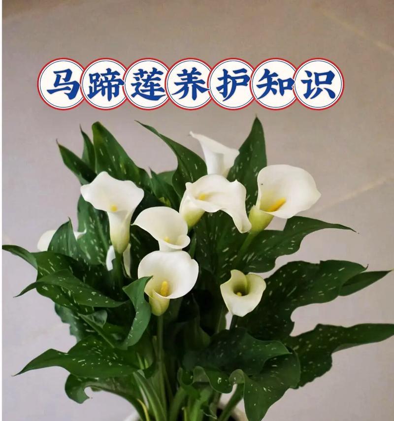 马蹄莲的球种植全攻略（种植马蹄莲球的步骤、技巧和注意事项）