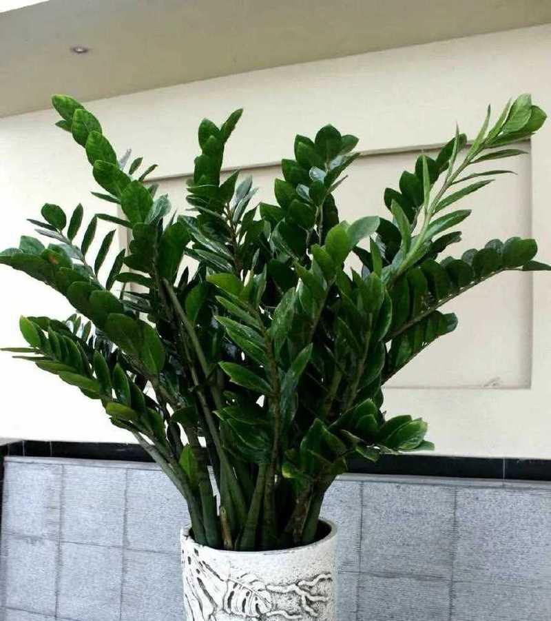 如何养一棵茂盛的金钱树(金钱树养护技巧大揭秘)
