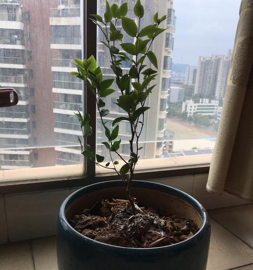 盆景葡萄苗过冬的注意事项(保护盆景葡萄苗,顺利度过寒冷的冬天)