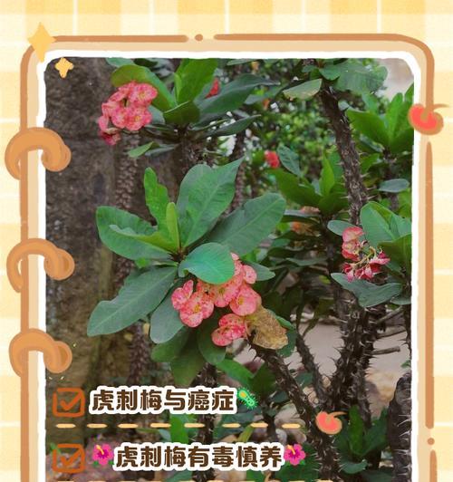 以虎刺梅刺着了怎么处理（如何处理被虎刺梅刺刺伤？——紧急处理和预防措施）