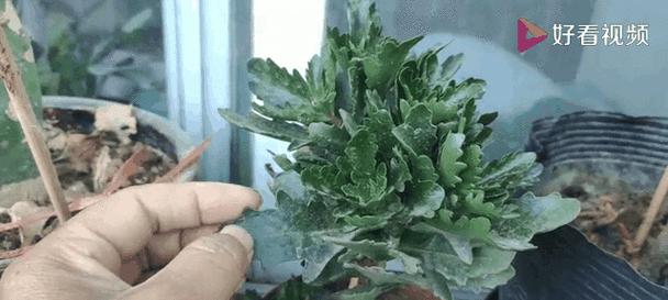 长寿花开花修剪指南（打造美丽庭院的秘诀与技巧）