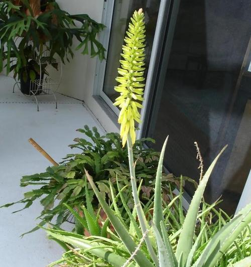冬天如何养活移盆的芦荟（养护技巧及注意事项）