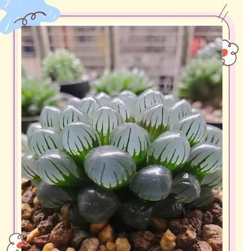玉露养殖方法（一起探索玉露的养殖技巧，打造丰富多彩的多肉花园）