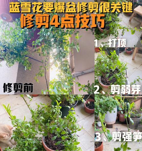 日香桂的剪枝时机与技巧（如何合理控制剪枝时间，让日香桂更健康美丽？）