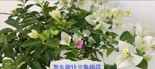 三角梅开完花后的养护方法（如何让三角梅长时间地保持花期？）