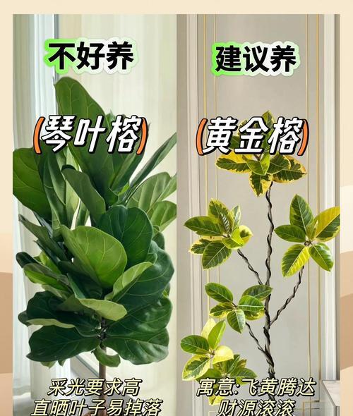 鹤望兰的生长与照明技巧（晒太阳是鹤望兰的大忌！）