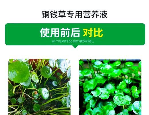 如何有效增加铜钱草的营养？（“营养增加”）