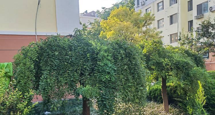 探秘龙爪槐的花之美味与营养（一场花样盛宴，让你爱上龙爪槐的花）