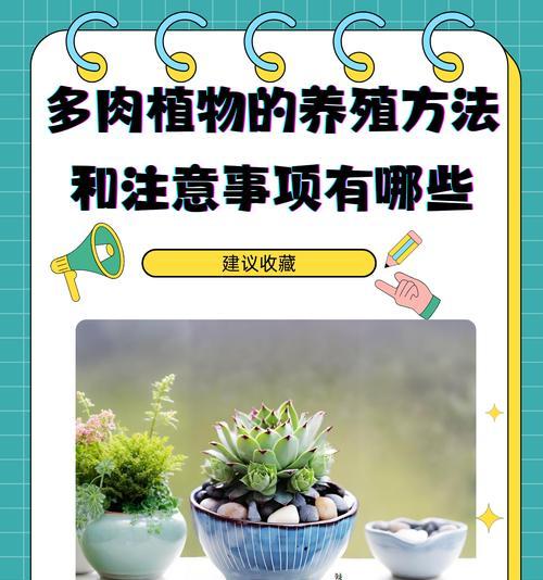 多肉清洗的技巧与方法（打造健康多肉盆栽的必备步骤）