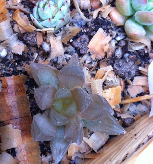 如何养护三角琉璃莲？（爆盆种植方法详解）