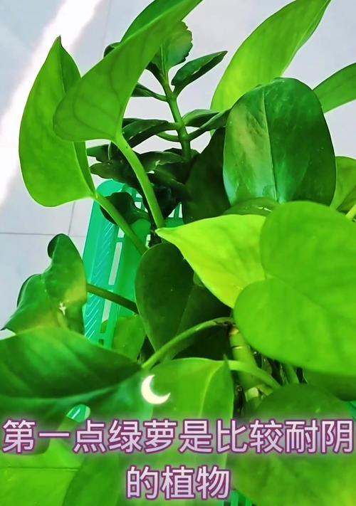 绿萝水培转土培的方法与注意事项（从水中生长到土中成长，绿萝如何顺利移植？）