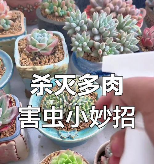 多肉植物的虫害防治方法（保护多肉植物免受虫害侵扰，让它们健康茁壮成长）