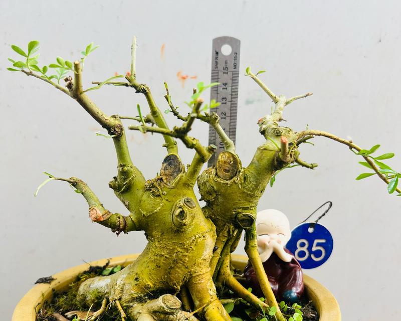 盆景白腊的栽培技巧与注意事项(打造盆景艺术的必备技能,一起来学习盆景白腊的栽培)